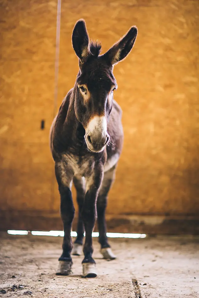 Bienfaits du lait d'ânesse bio pour    │ │  la peau - Vitamines naturelles