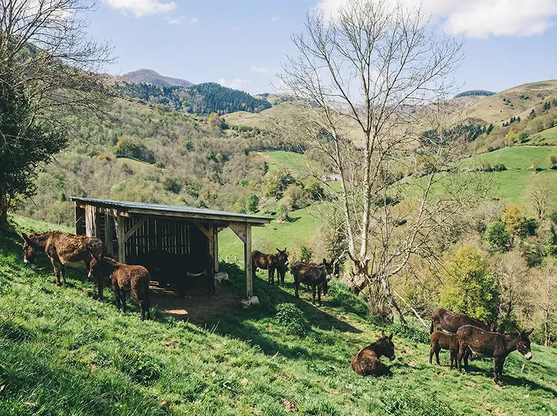 Ânesses élevées en liberté Pyrénées lait bio français Bell Ânesse cosmétiques