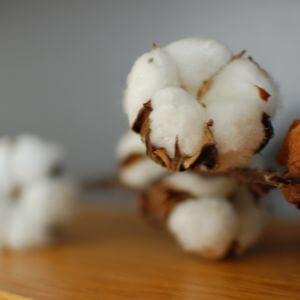 Fleur de Coton​ par Bell ânesse en provence, cosmétique au lait d'ânesse bio